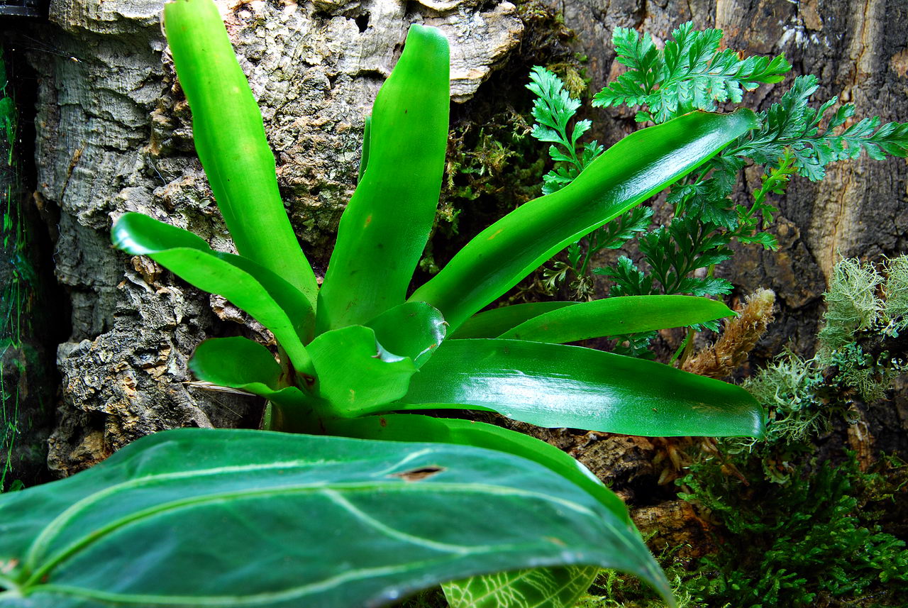 کریپتانتوس بروملیادس